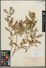 Foto von Salix triandra subsp. amygdalina (L.) Schübl. & G. Martens